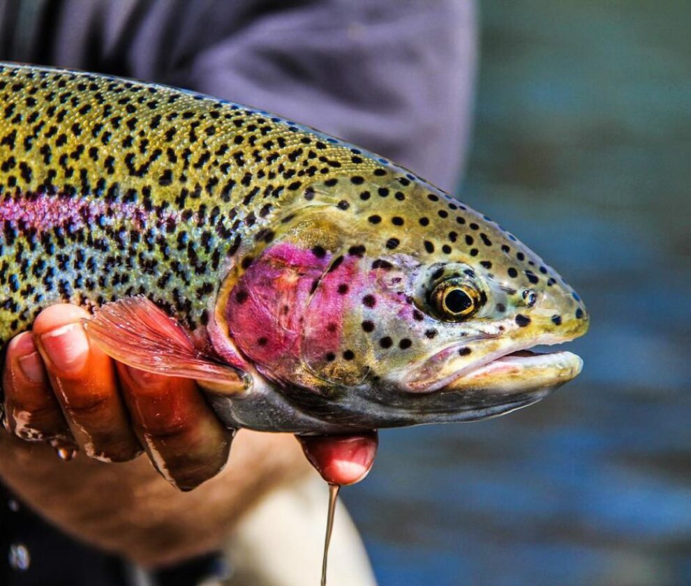 How Fishing Charters and Guides Get Found on Google